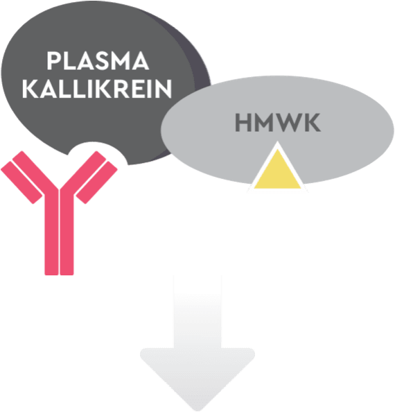 How plasma kallikrein, HMWK, bradykinin, and TAKHZYRO® (lanadelumab-flyo) work in a patient treated with TAKHZYRO.