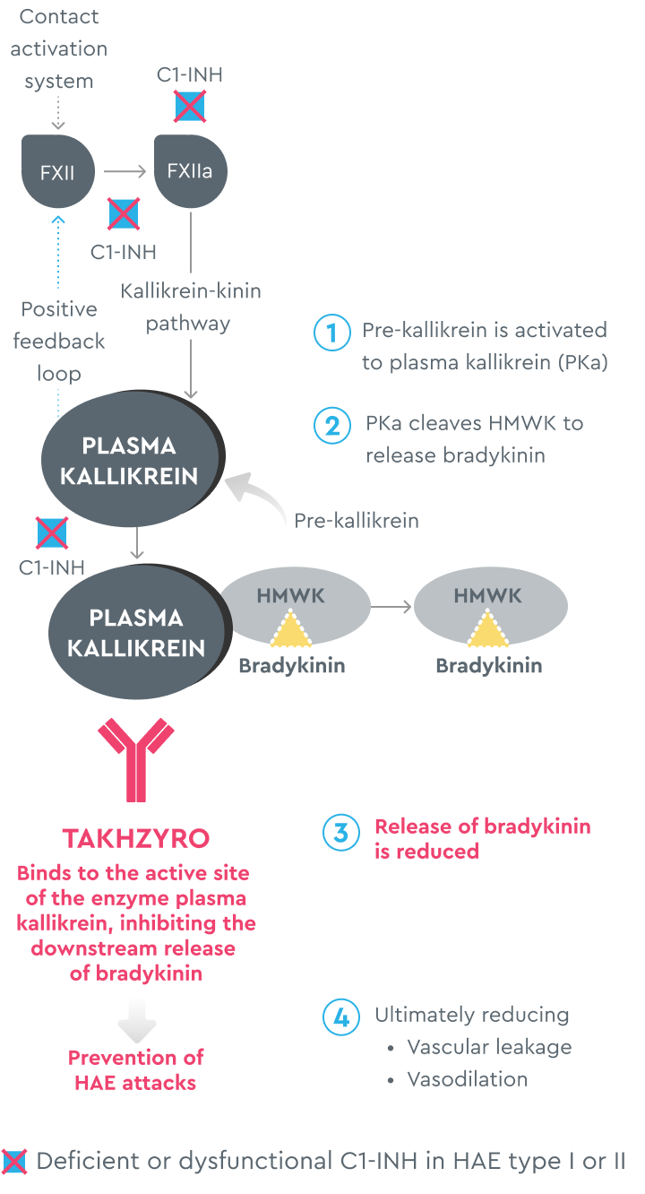 TAKHZYRO (lanadelumab-flyo) mechanism of action