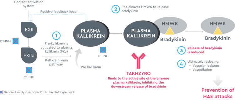 TAKHZYRO (lanadelumab-flyo) mechanism of action