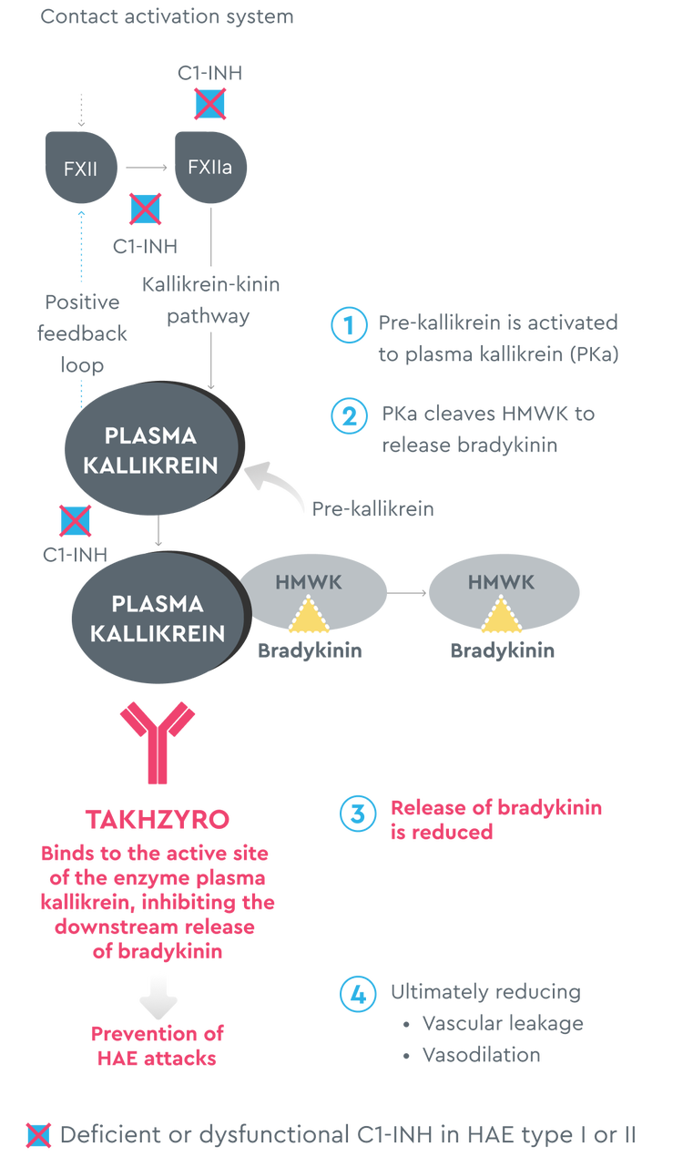 TAKHZYRO's mechanism of action on plasma kallikrein