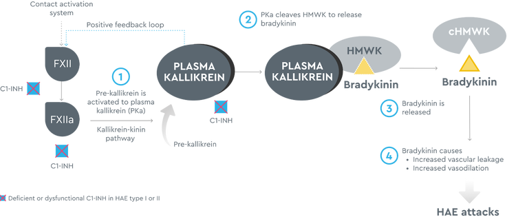Uncontrolled plasma kallikrein leads to excessive bradykinin production, which can cause HAE attacks