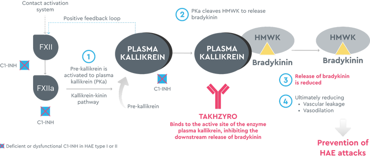 TAKHZYRO's mechanism of action on plasma kallikrein