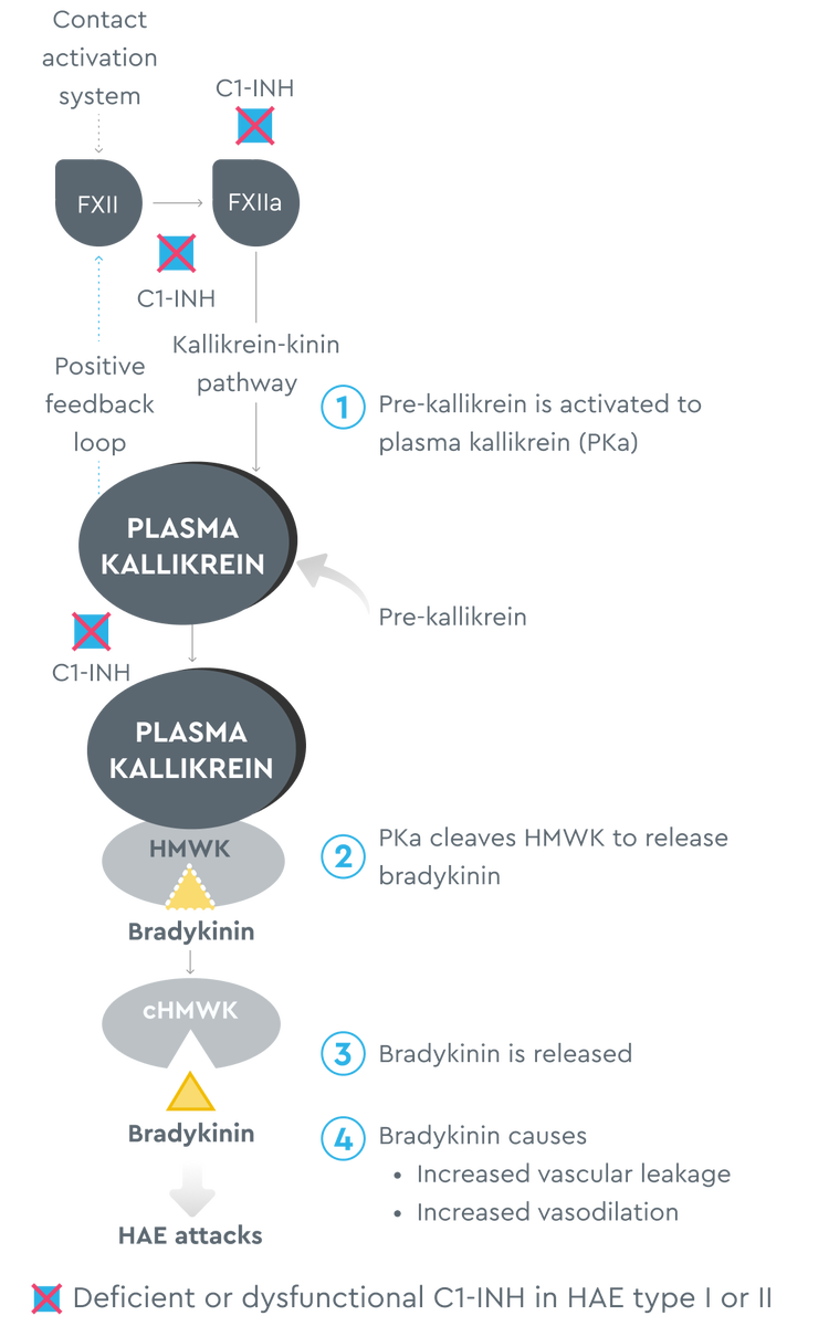 Uncontrolled plasma kallikrein leads to excessive bradykinin production, which can cause HAE attacks